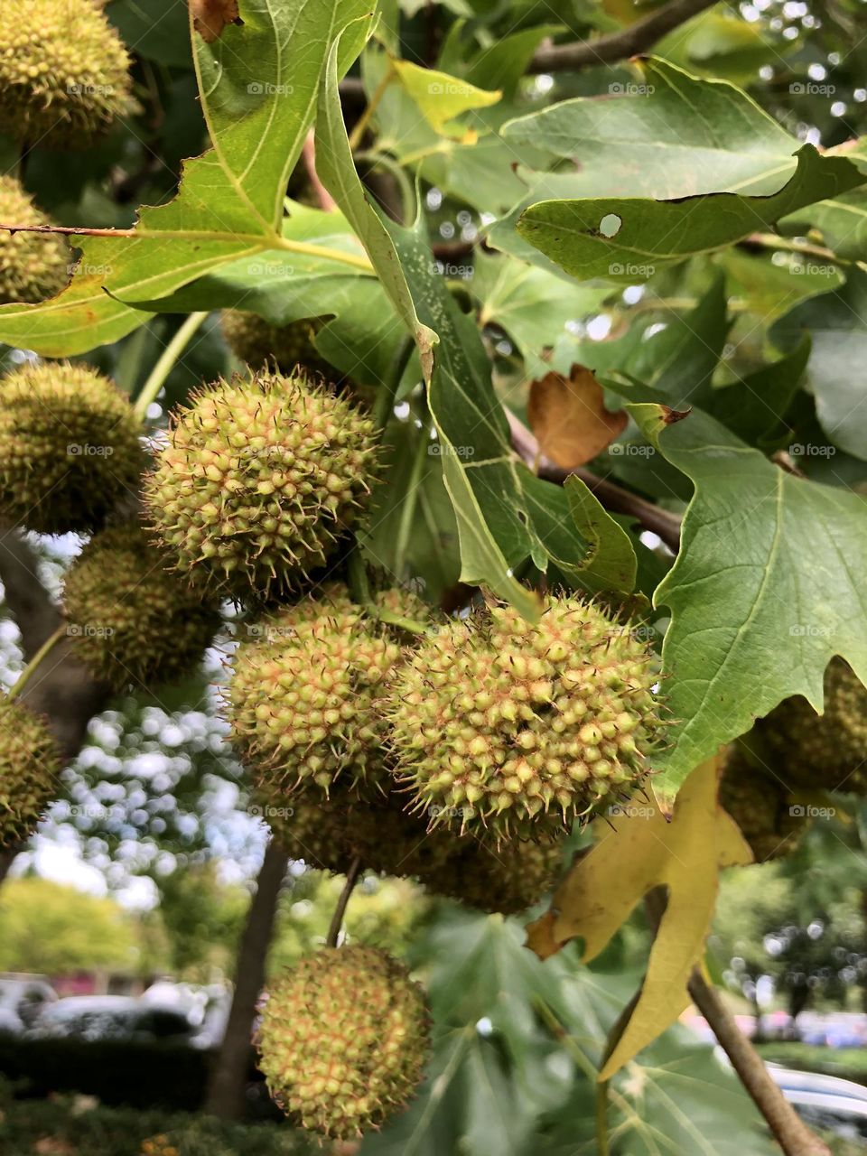 Fruits