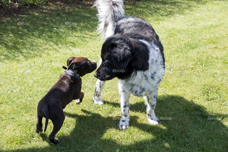 Communication between puppy and older dog - Kommunikation mellan valp och äldre hund 