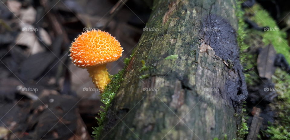 orange mushroom