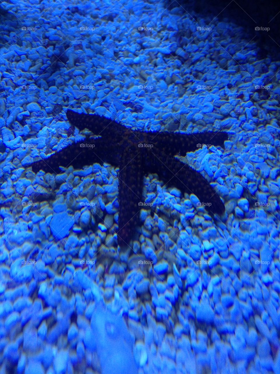 Star Fish