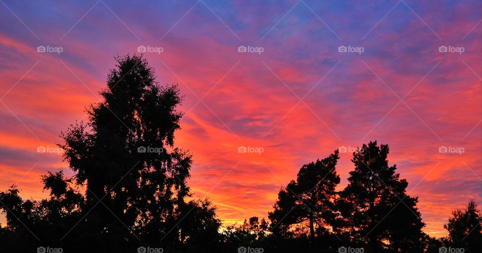 Silhouette of trees at sunset