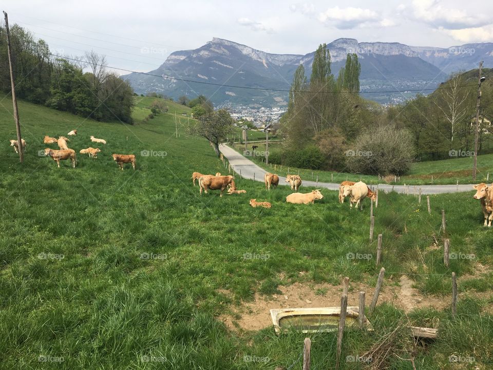 Herd of cows for milk and fresh cheese