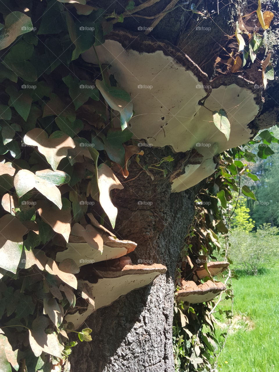 fungi on tree