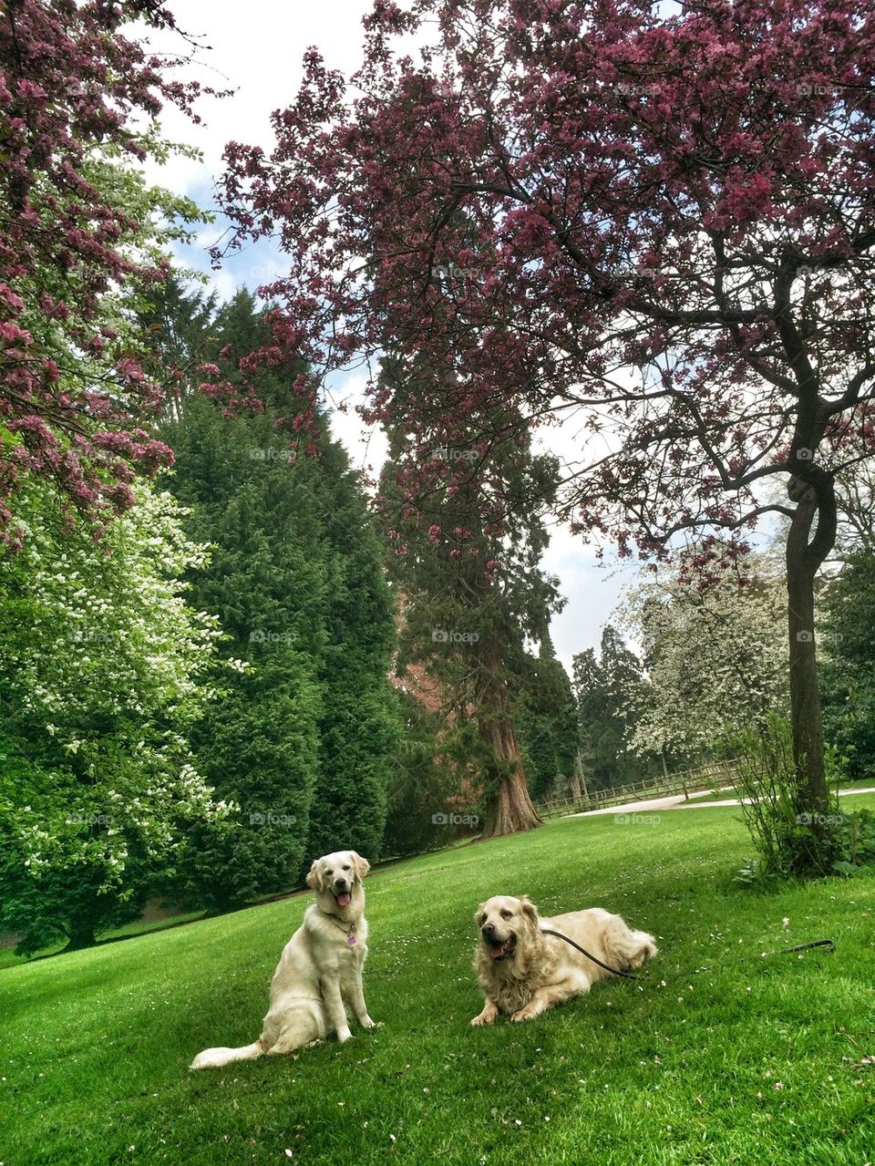 Two dogs in the garden