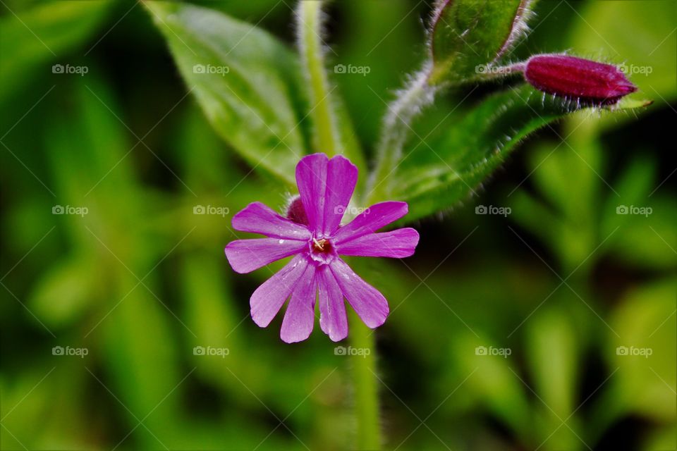 pretty in pink