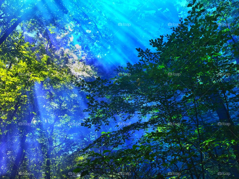 Abstract image of colorful blue fog and light rays in a forest of lush green trees 