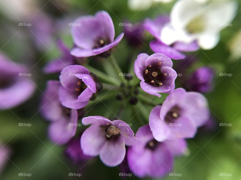 Macro, purple flowers