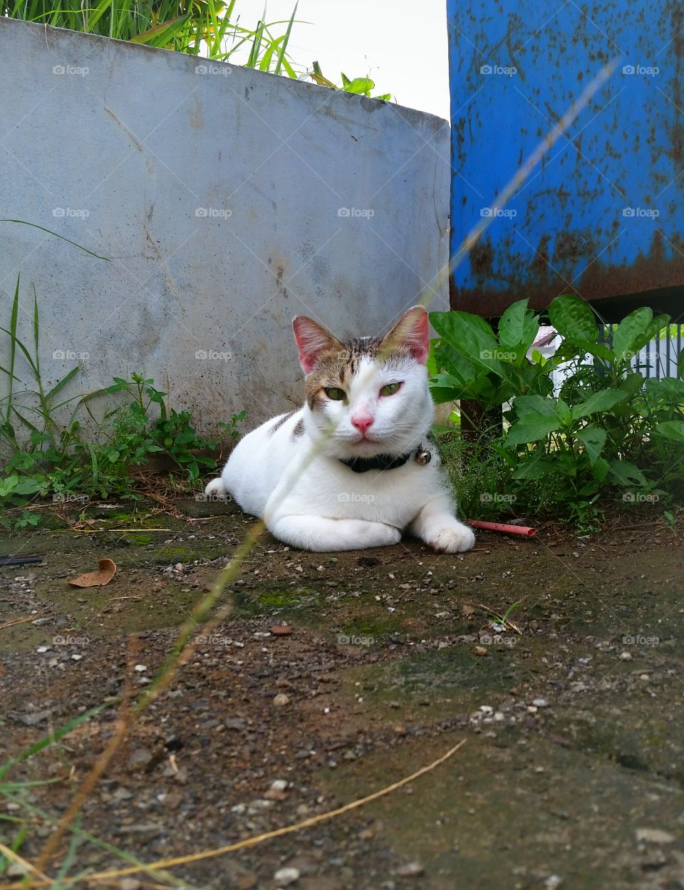 A male cat relaxing in day afternoon.