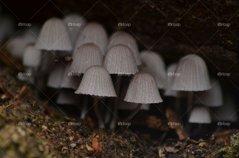 Mushrooms