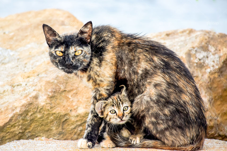 Mother Cat Protects Her Baby Kitten Outdoors
