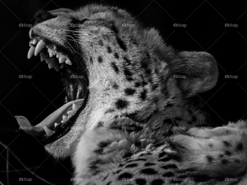 Cheetah roaring in black and white
