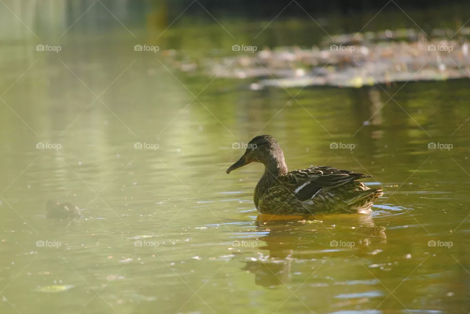 duck