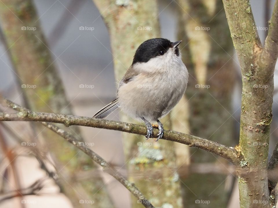 Little Dee Chickadee