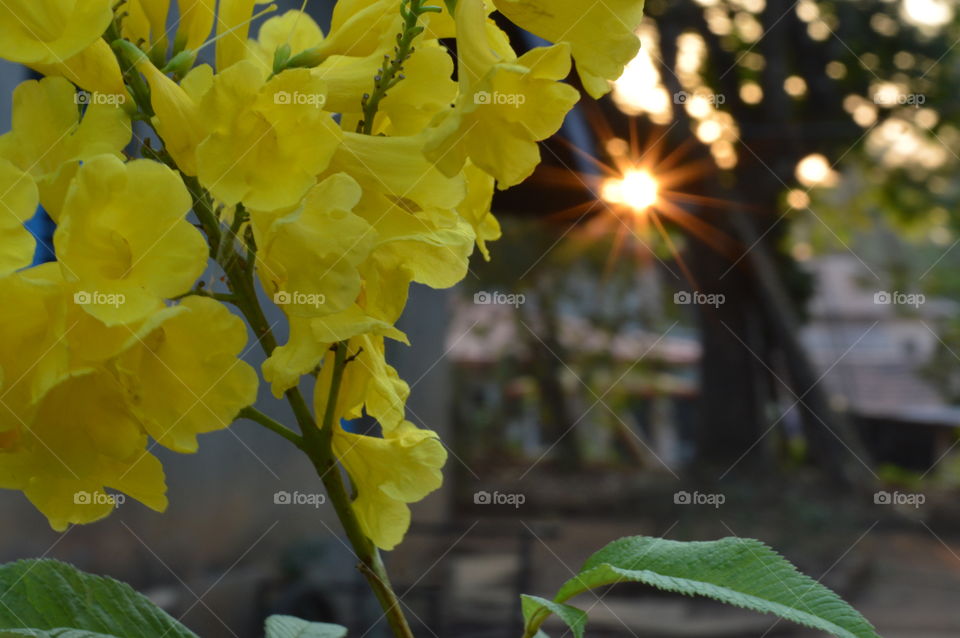 Autumn flower blooms in India. Subramanyakiretam flower blooms in autumn and looks heavenly.