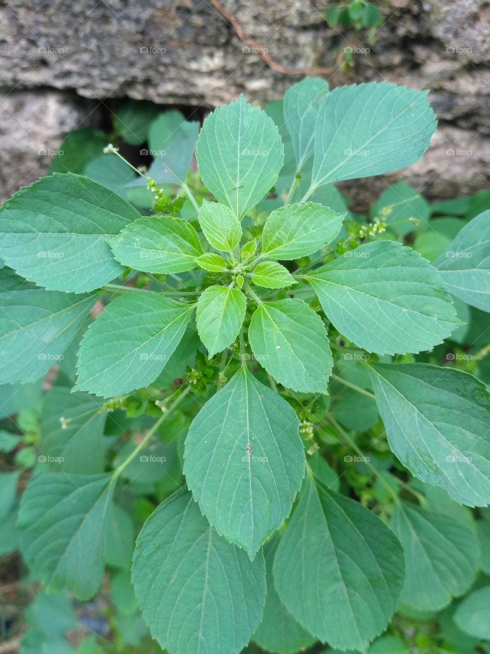 green leaf graw