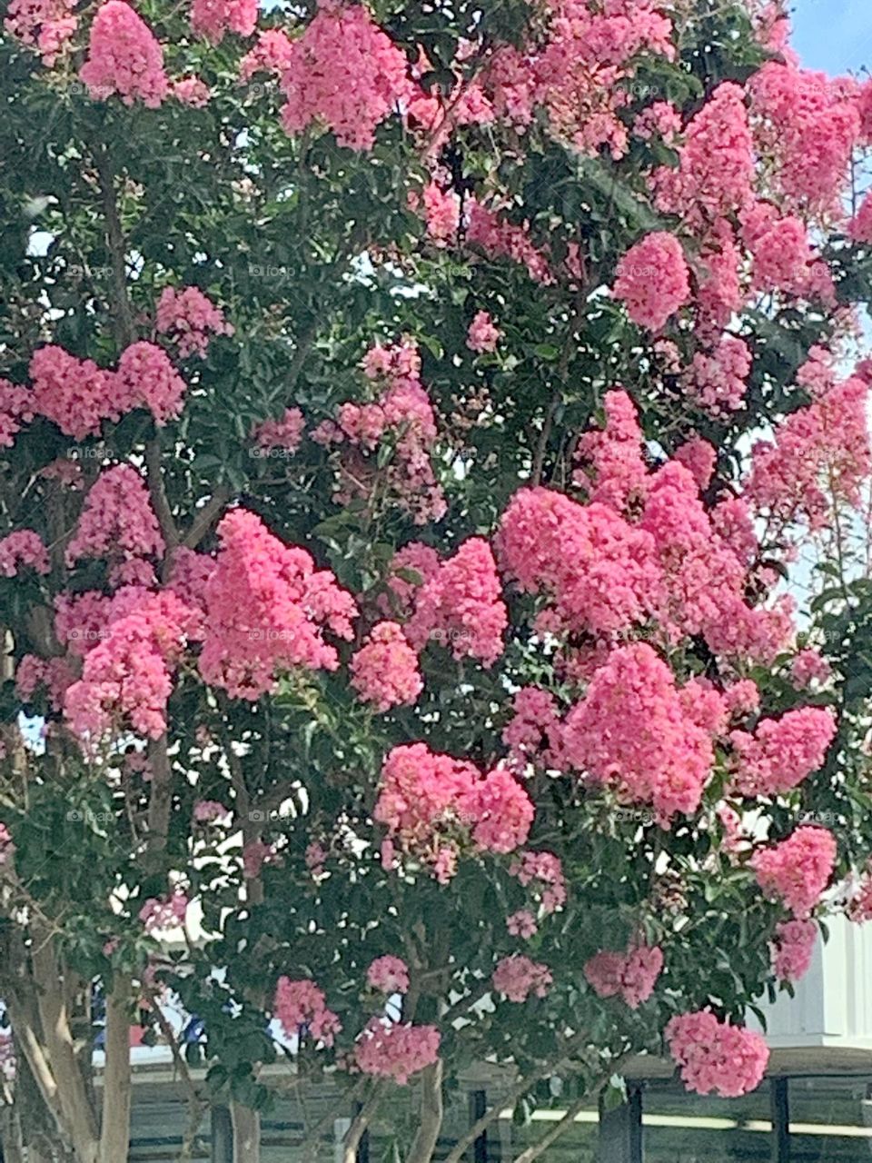 Crape Myrtle 