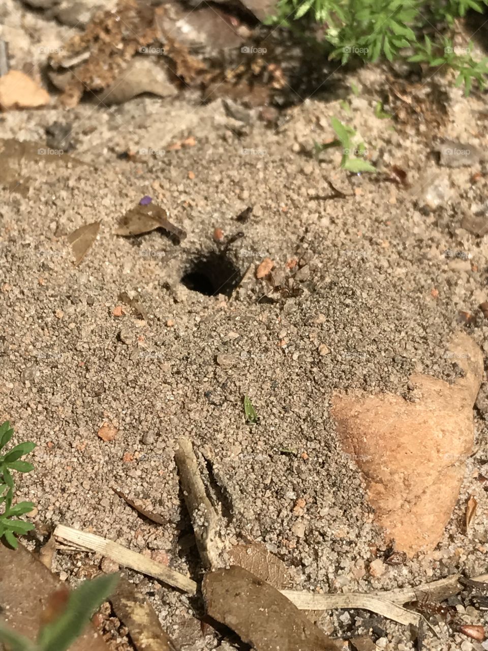 Ant's Hideaway