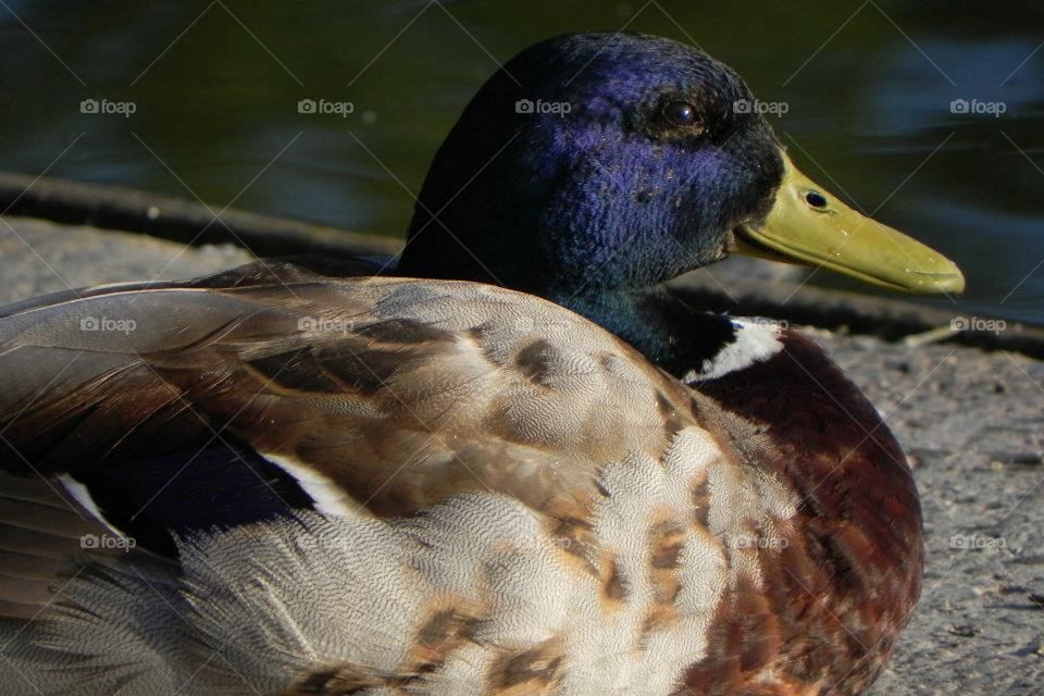 Duck