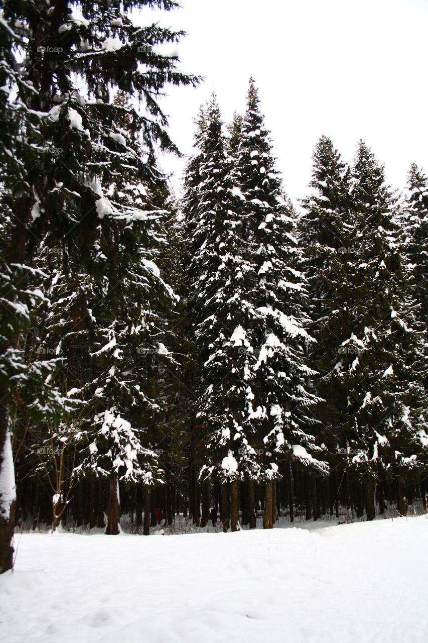 Winter forest