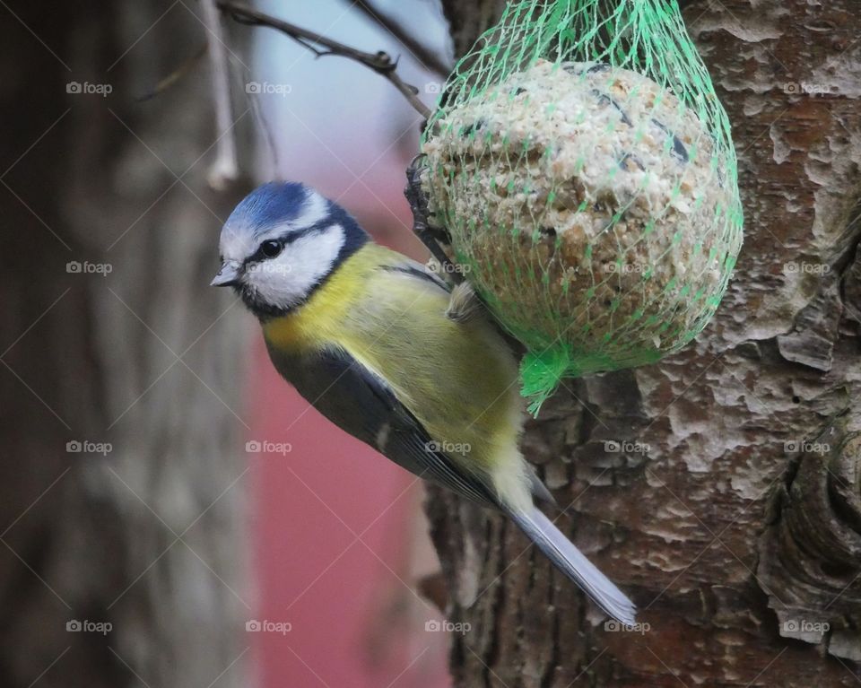 Multi colored cute blue tit bird