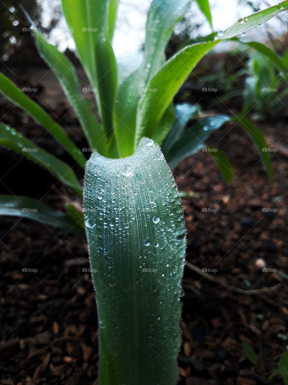 Lovely dew drops on corn leaf...