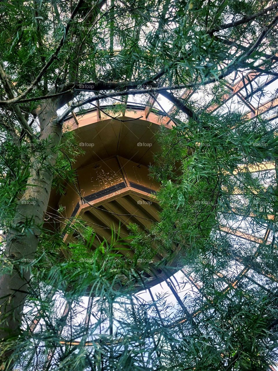 green house looking up