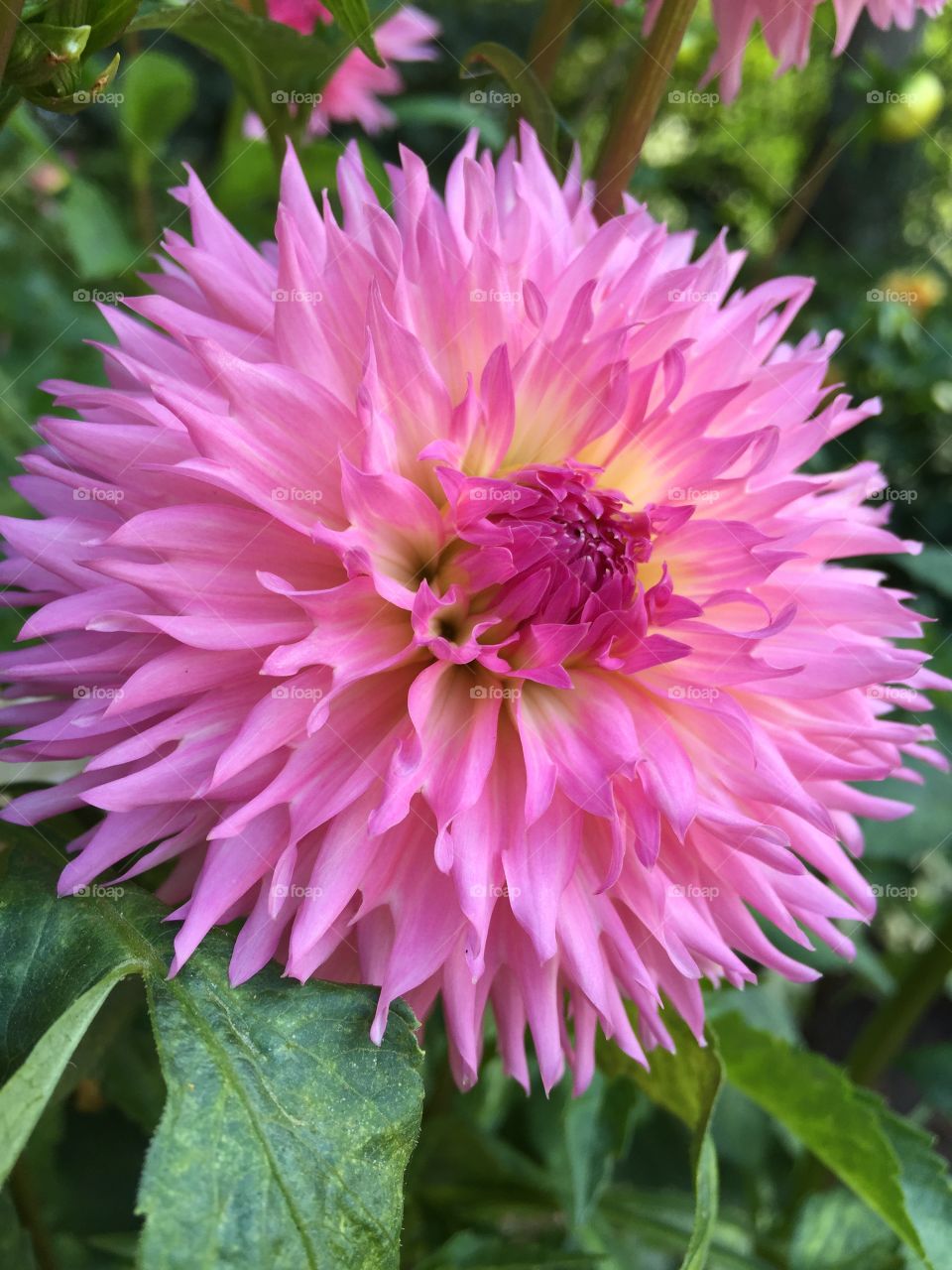 Pink beautiful dahlia