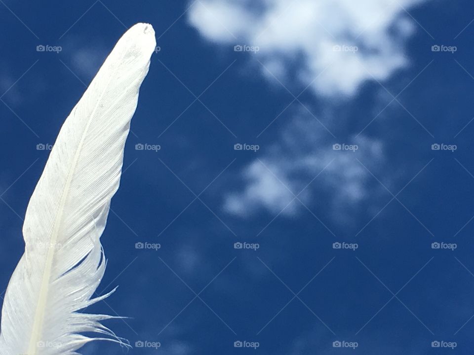 Pure white bird feather contrasted against vivid blue sky with white wispy clouds minimalist 16:10 ratio suitable for wallpaper or desktop