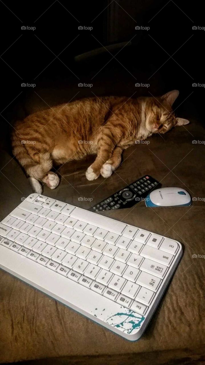 Cat,keyboard, mouse, And Remote Control.