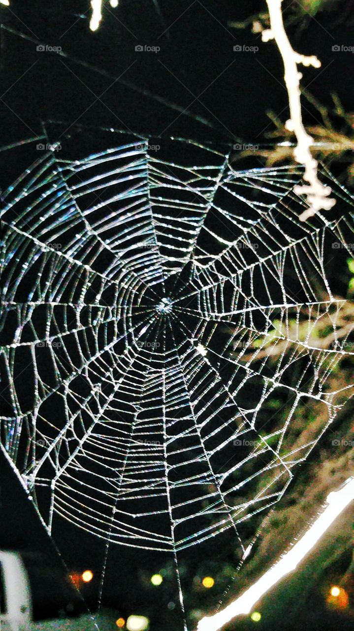 spider web at night