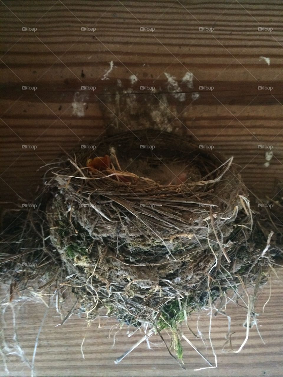 Robin nest