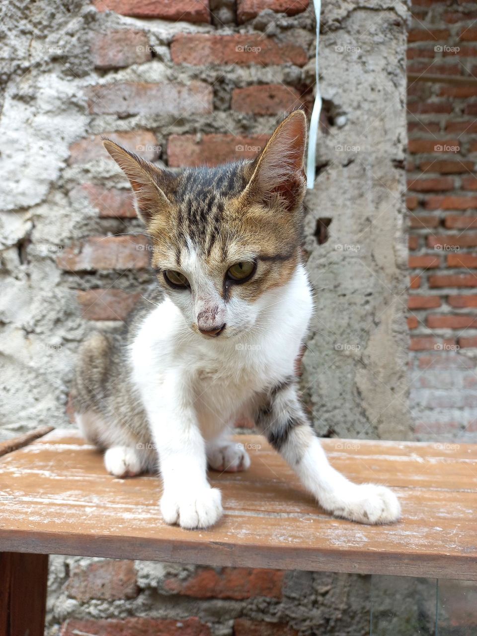cute cat sitting on a board