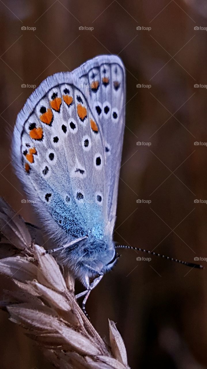 Blue butterfly sitting on the ears of grass.