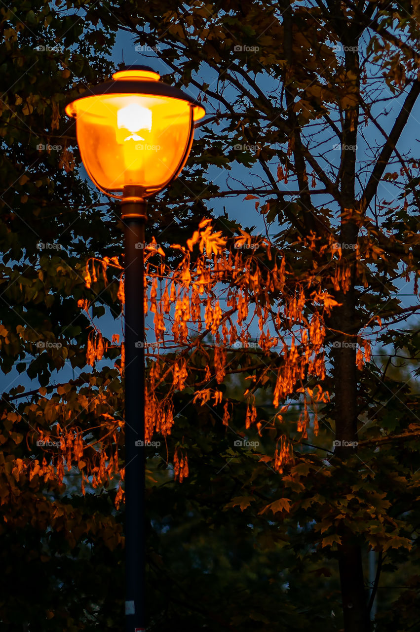 warm lantern lights