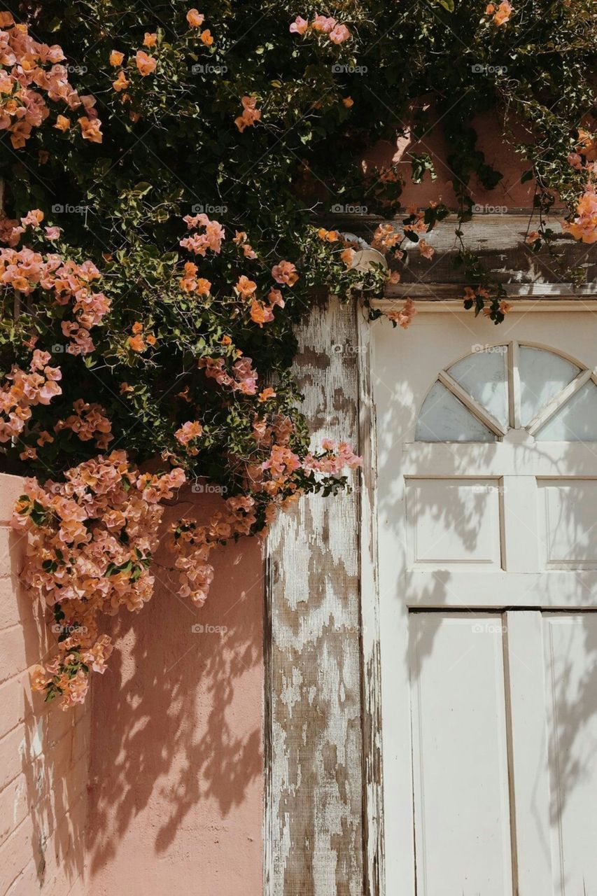 🌸🍑Peach Aesthetic 🍑🌸