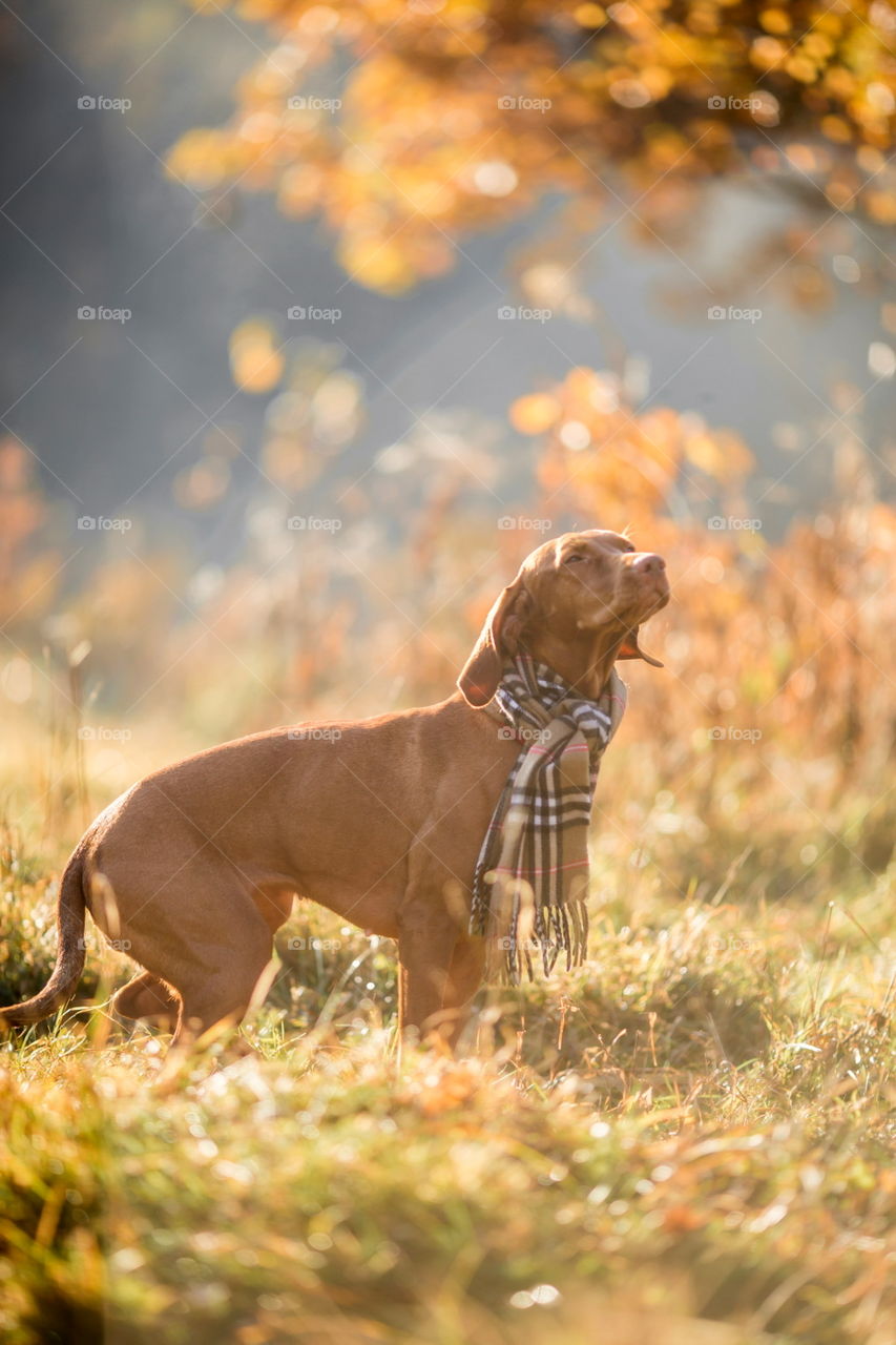 Hungarian Vizsla in wear at autumn park