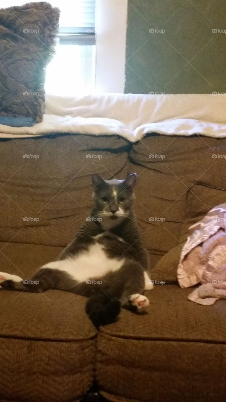 Lazy cat named Squirrel