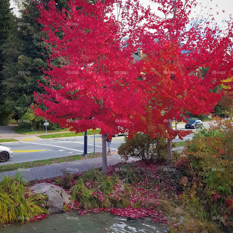 Tree, Leaf, Fall, Season, Maple