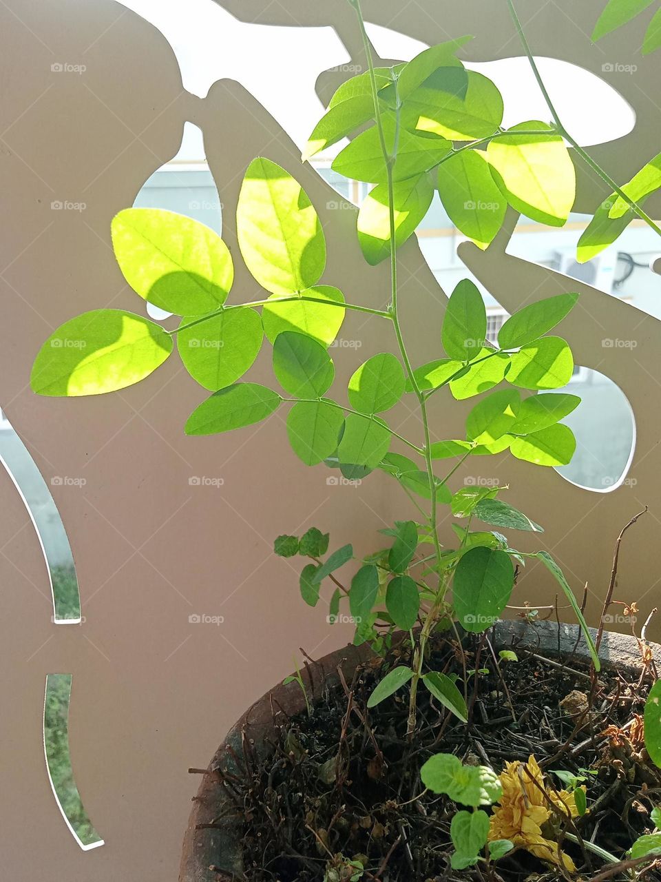 ravarma VanguvO / Fabales / Faboideae / Phaseoleae / 
Clitoriinae / Clitoria / sangupoo