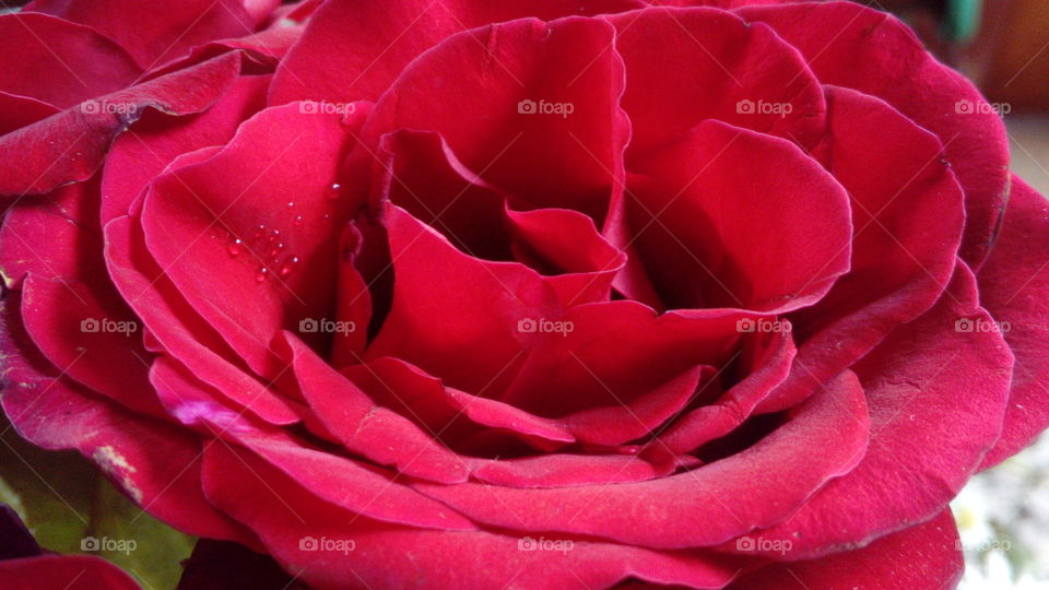 Close-up of a Red Rose with
