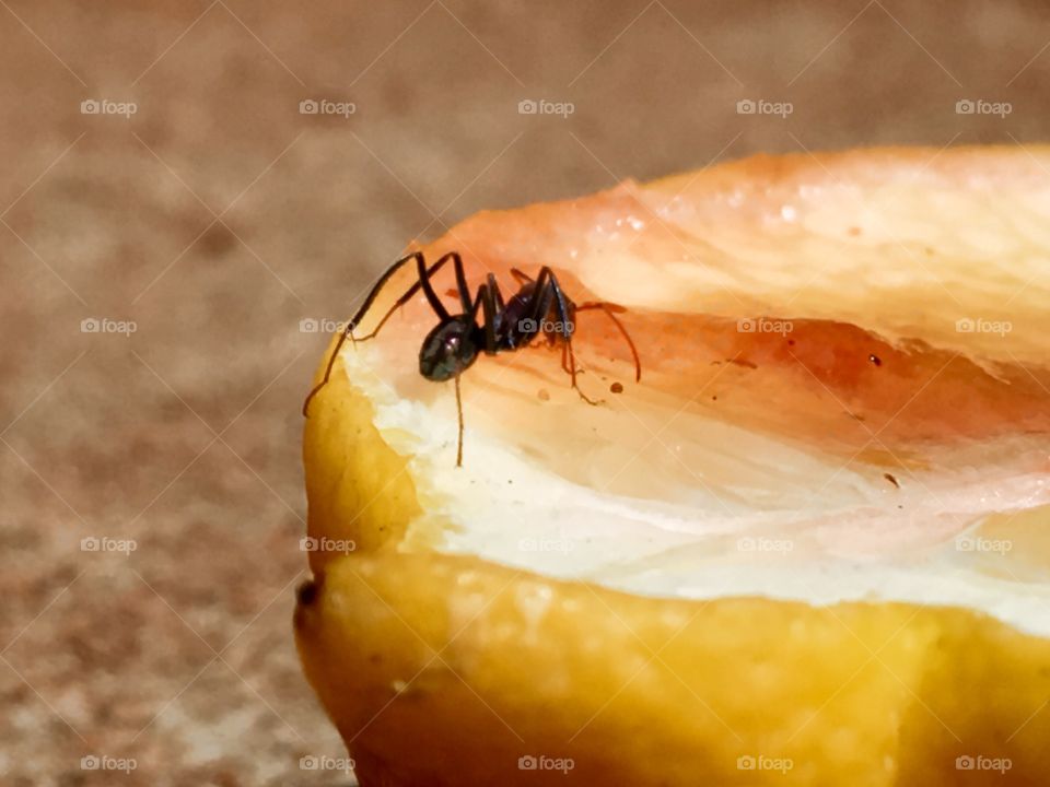 Ant on a yellow lemon closeup outdoors, Australian biting ant leg and pincer detail
