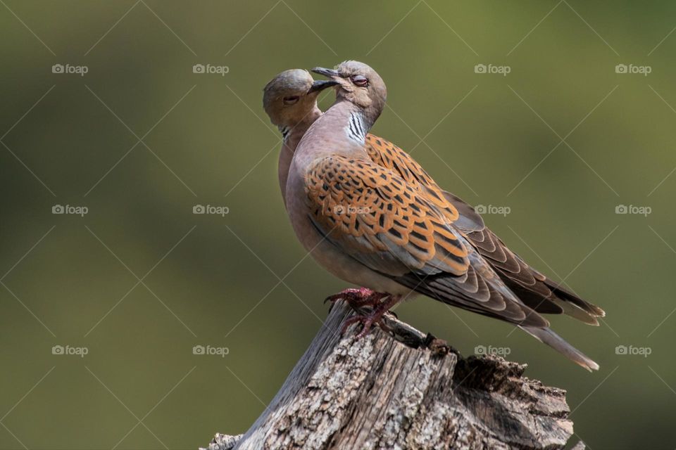 Turtle dove Love