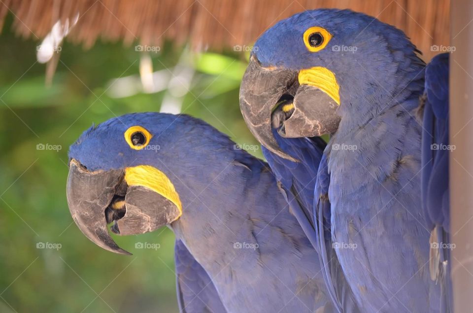Bird buddies. Blue parrots together