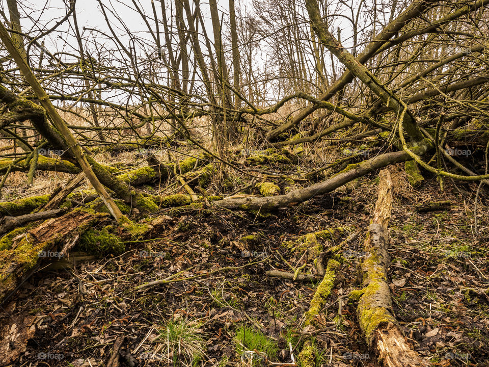 View in forest