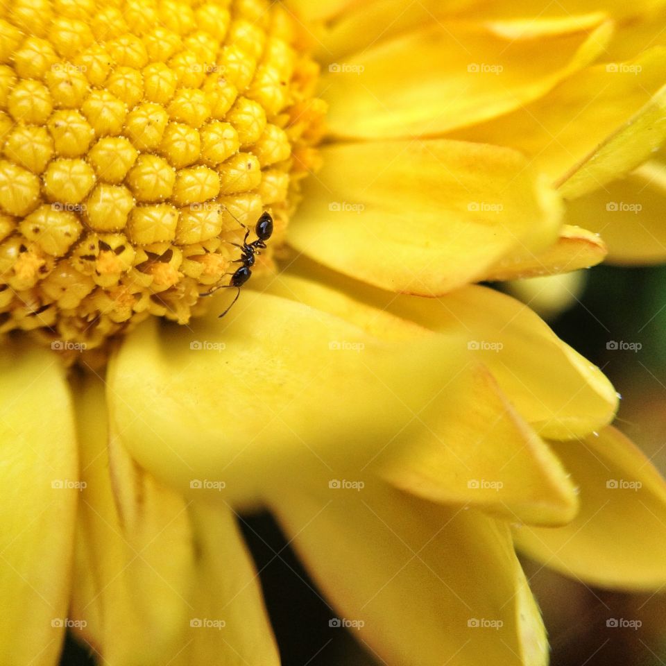 Yellow flower ant. A macro shot of a yellow flower with an ant.