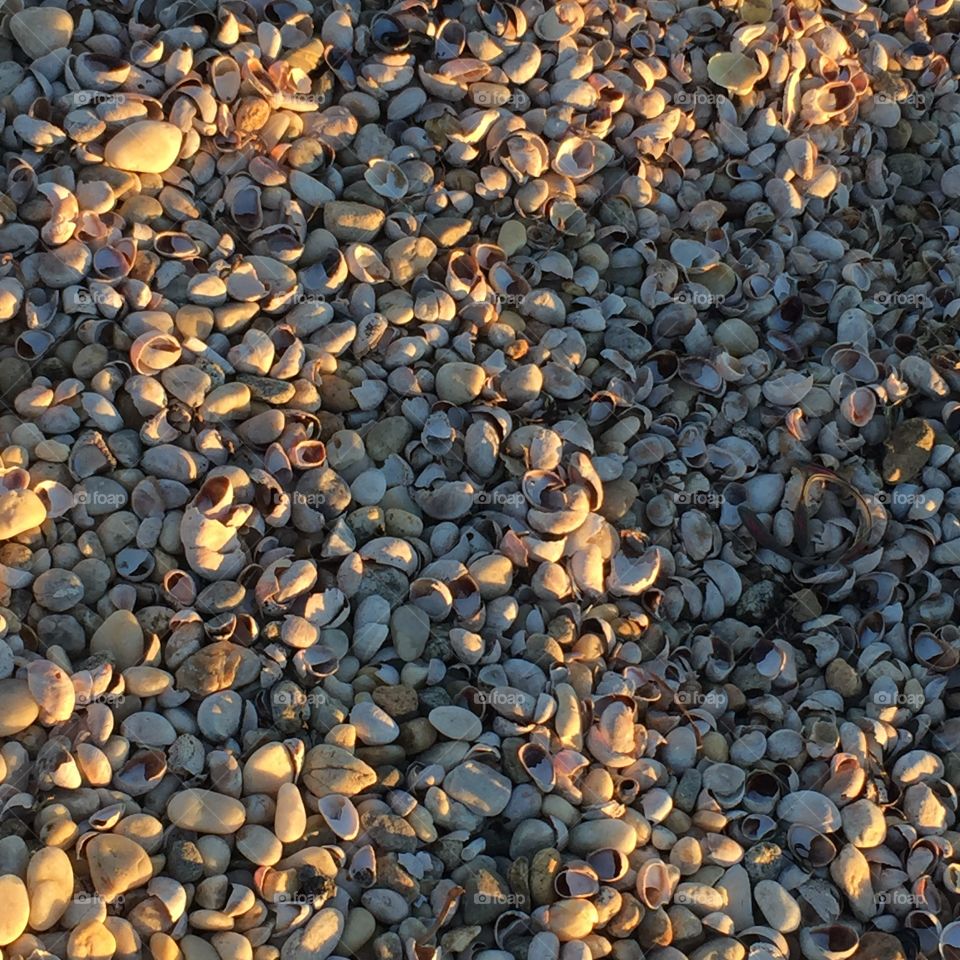 Shells and pebbles on the beach