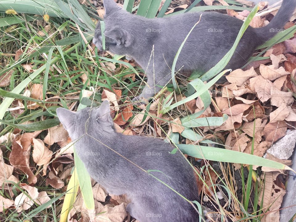 Kitty Cats in the Leaves