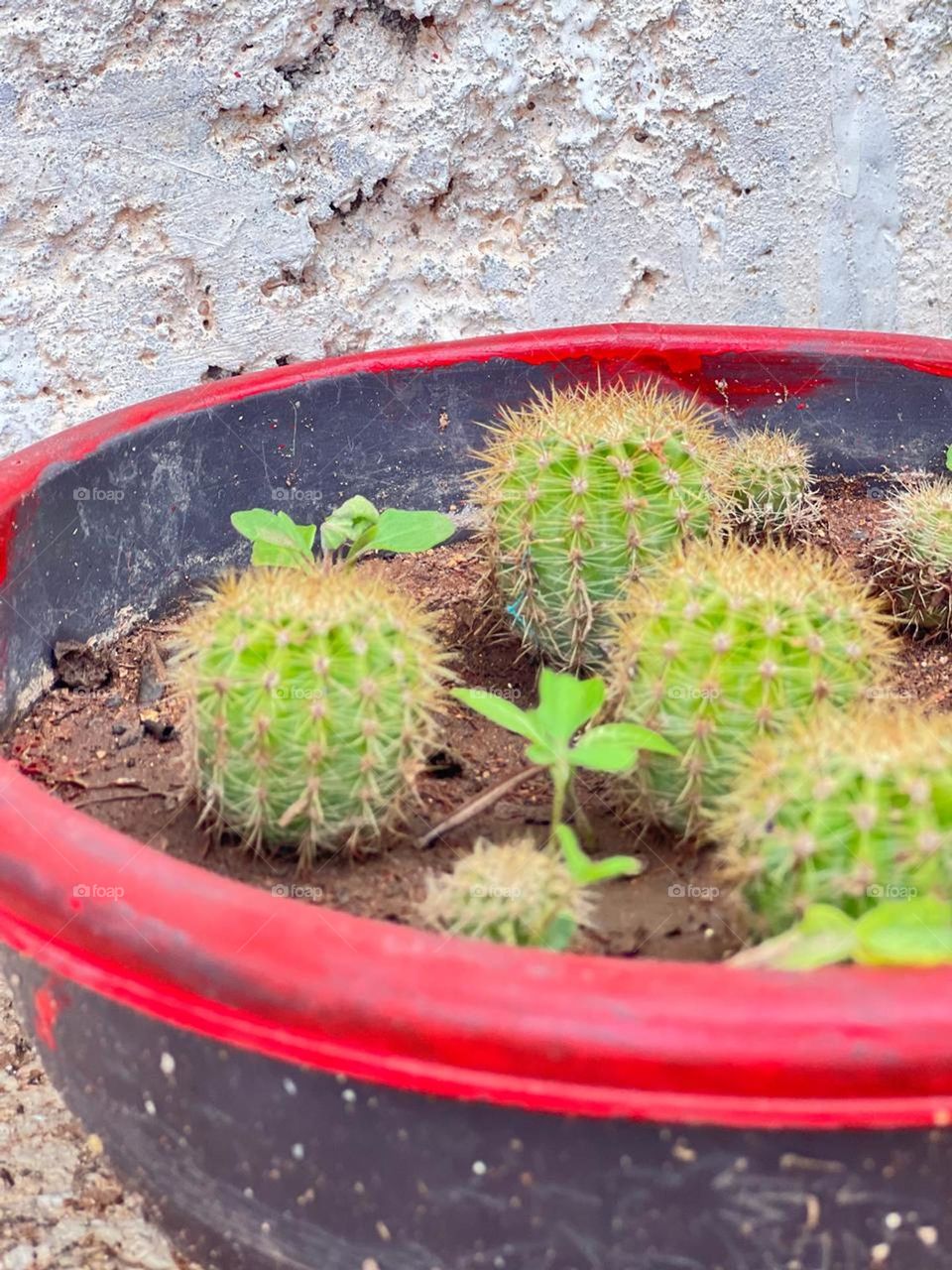 MOTHER-IN-LAW'S CUSHION, Echinocactus grusonii💚🌵