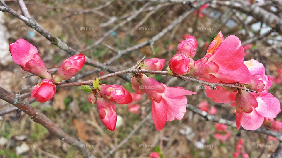 Flowering Quince