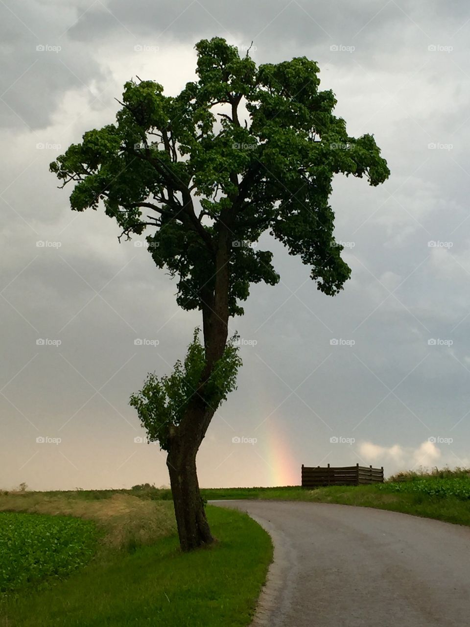 tree